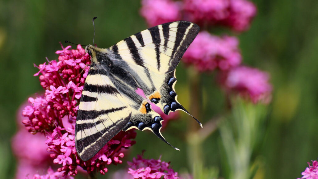 Butterfly-tails.jpg